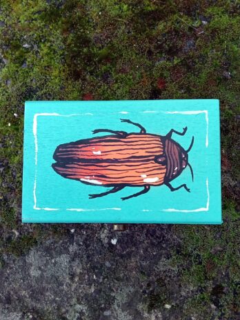 Bog Beetle